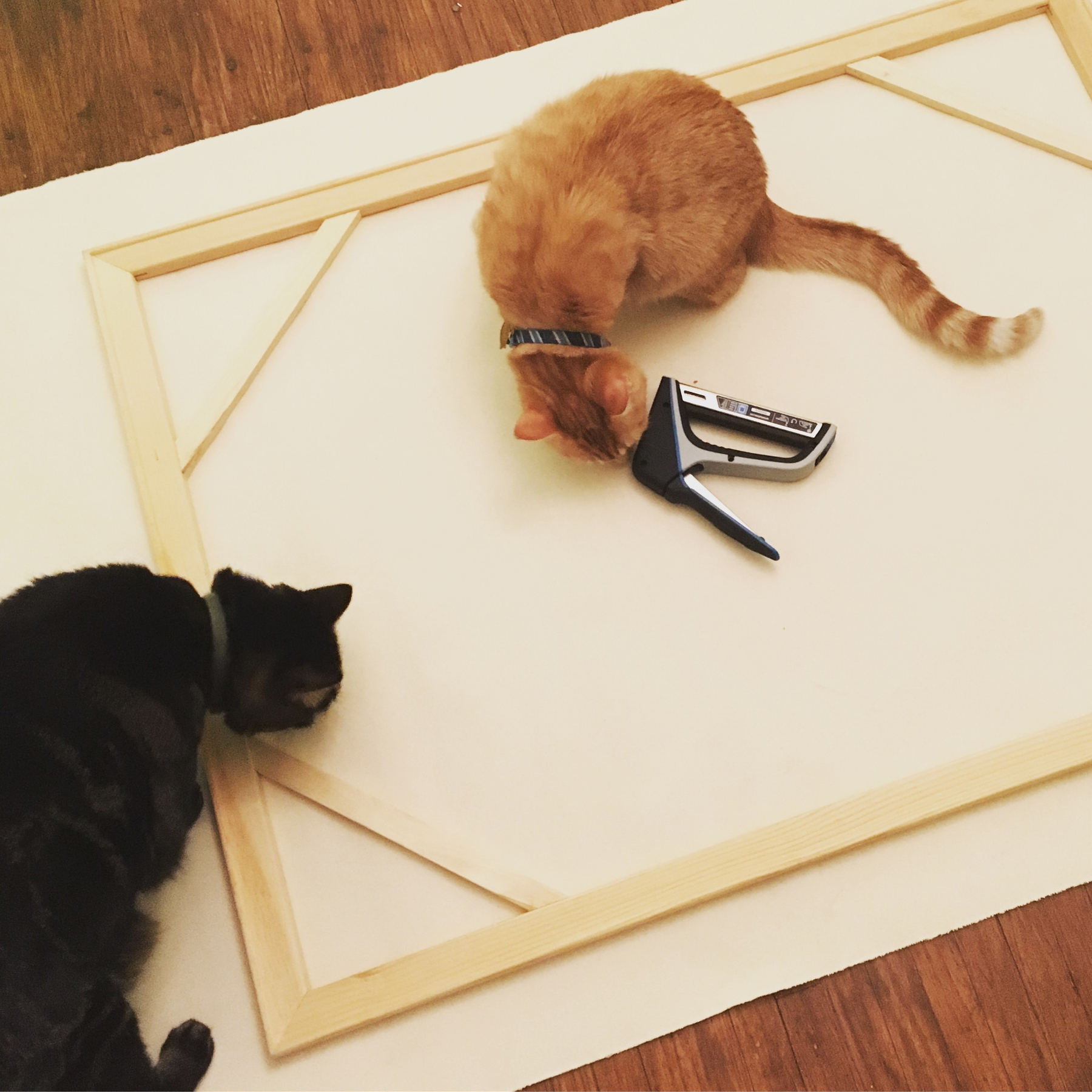 photo of 2 cats on the back of a canvas in the process of being stretched