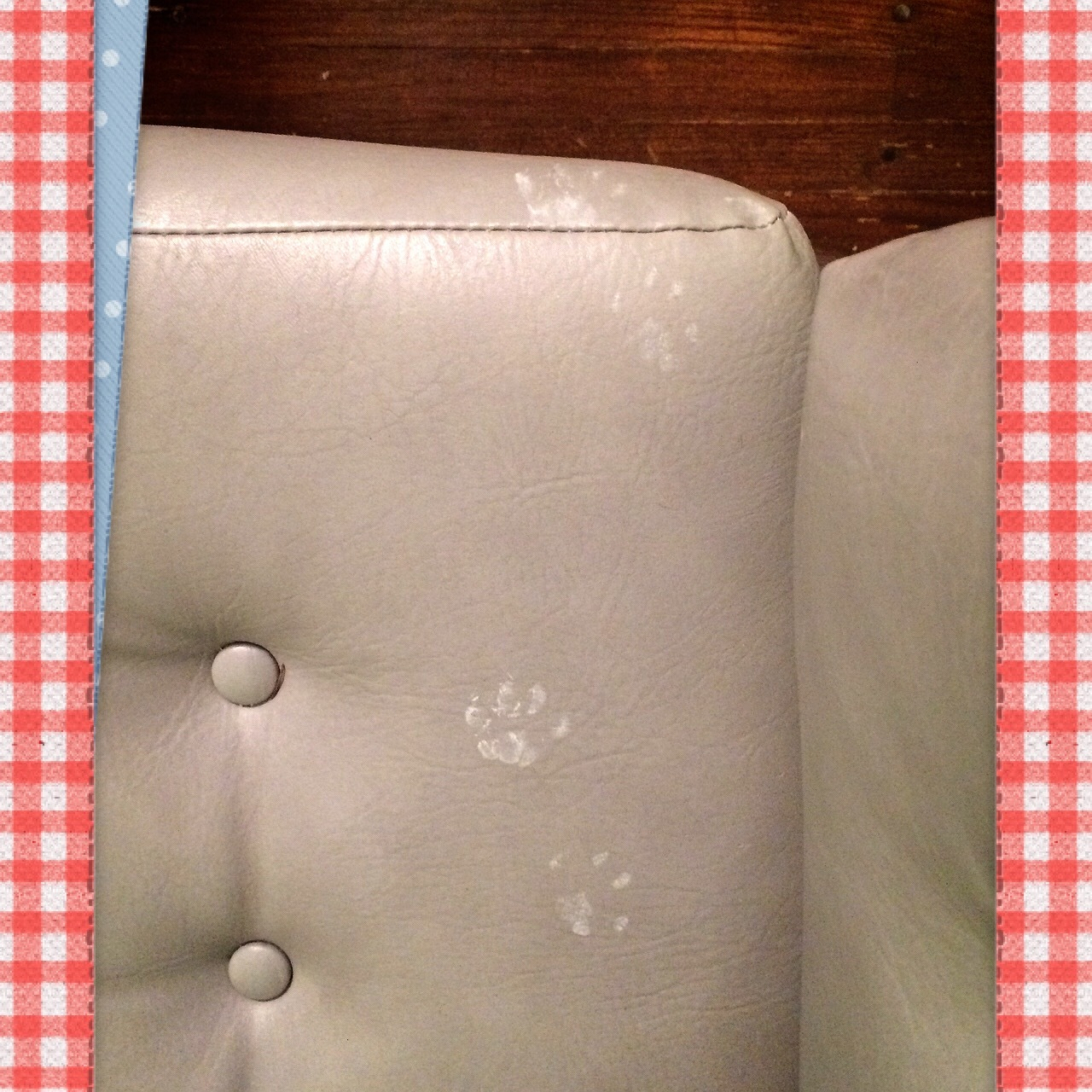 photo of a cat's paw prints on a chair after it stepped in paint